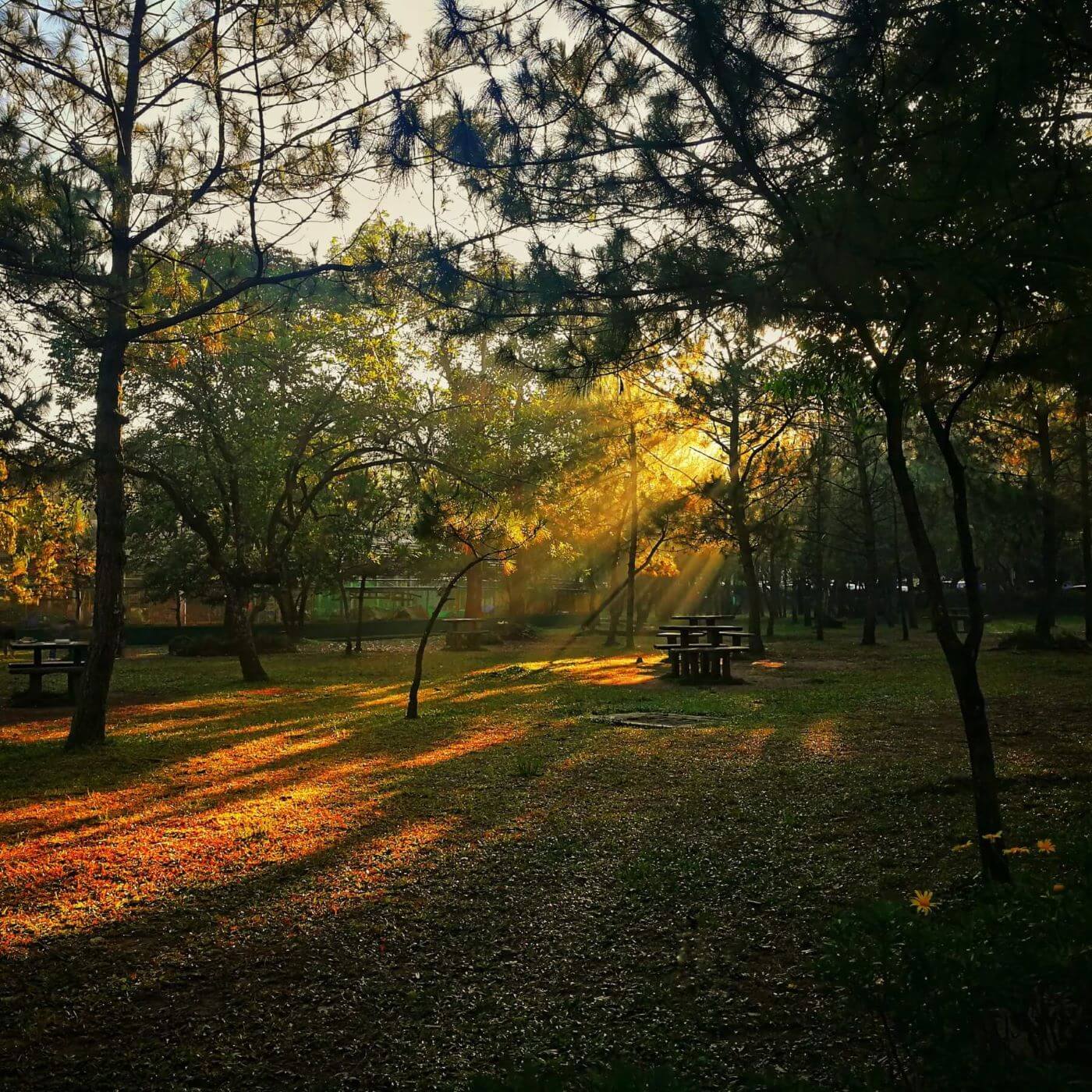 dappled sunlight